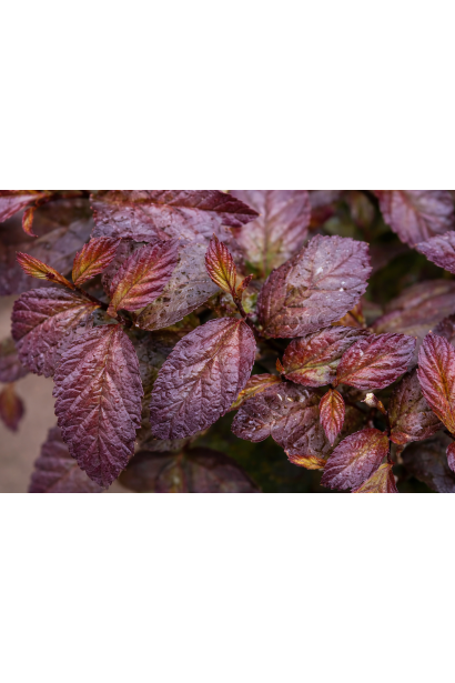 Parrotia Персіан Спаєр весняне листя